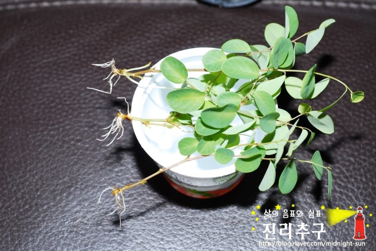  브레이니아 러브 2(삽목)