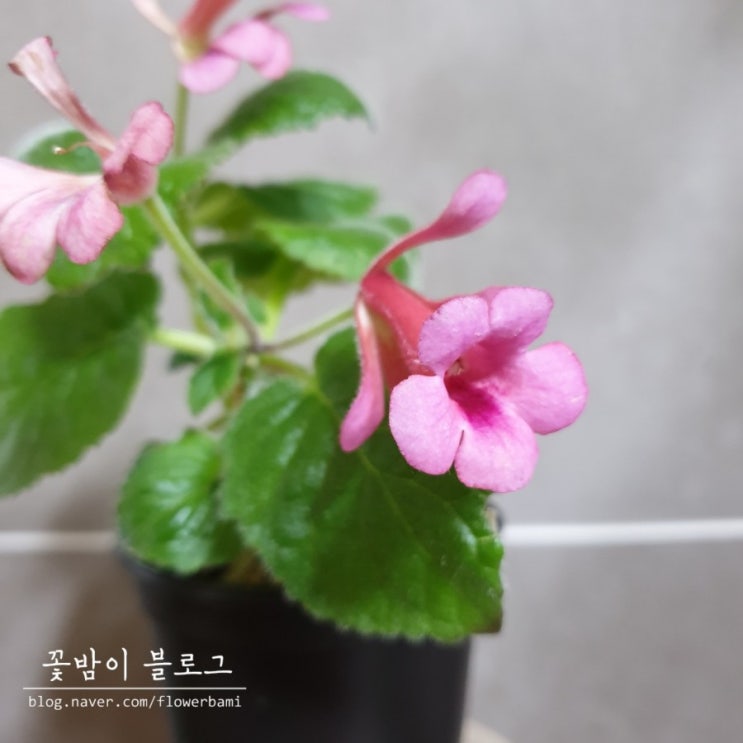  신닌기아 가브리엘 혼 ( Sinn. Gabliel's Horn )