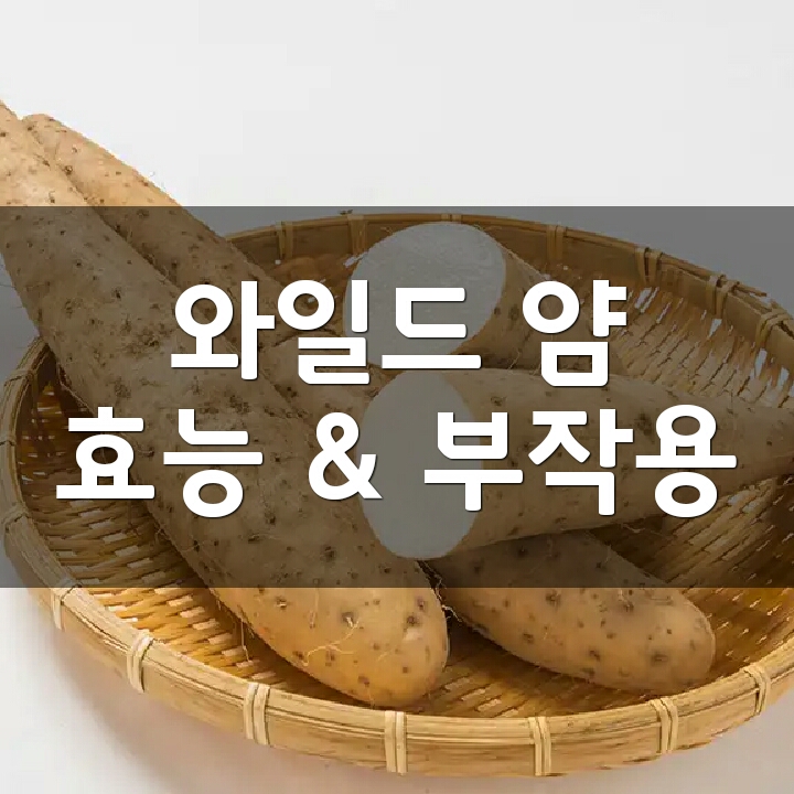  와일드 얌 (Wild yam, 야생 참마) 효능, 부작용, 권장량, 제품 순위