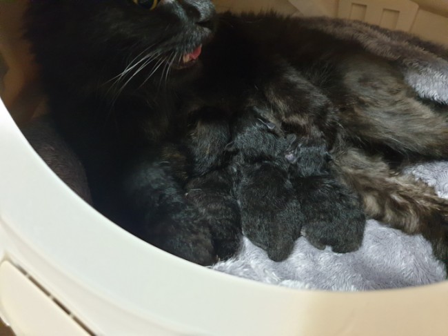 사지 말고 입양하세요. 유기묘 프랑이 이야기
