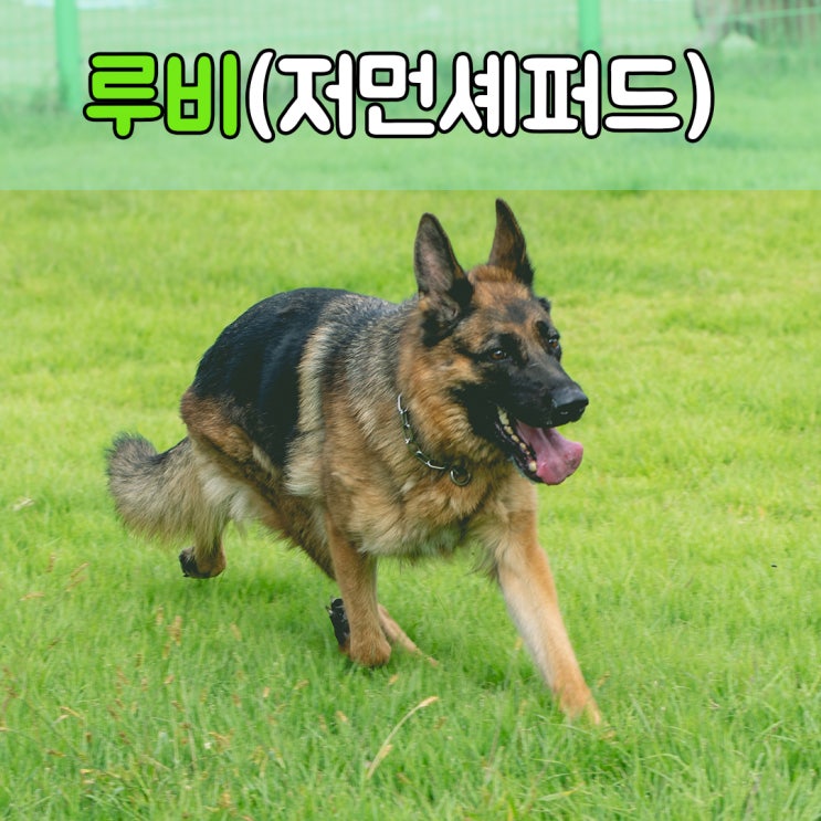  대형견이 마음껏 뛰어놀수 있는 대형견호텔, #부산창원대형견호텔 #경남양산대형견호텔