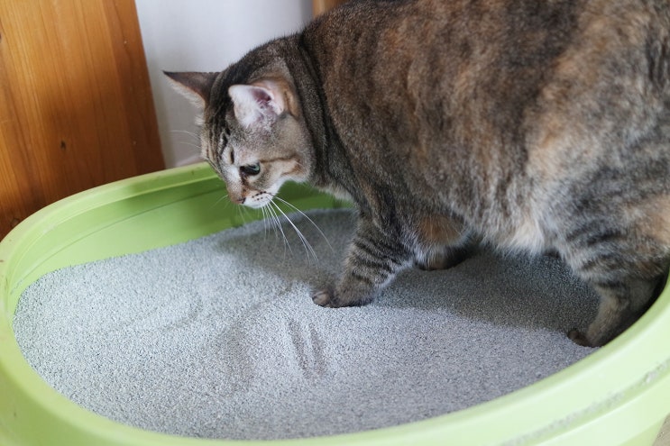 고양이모래 추천 미스터리모래 꾸준히 사용중