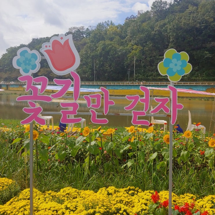  장성 여행, 장성 황룡강 노란 꽃 잔치, 엘로우 시티 장성, 영암 금정 대봉감 농원의 일상 이야기