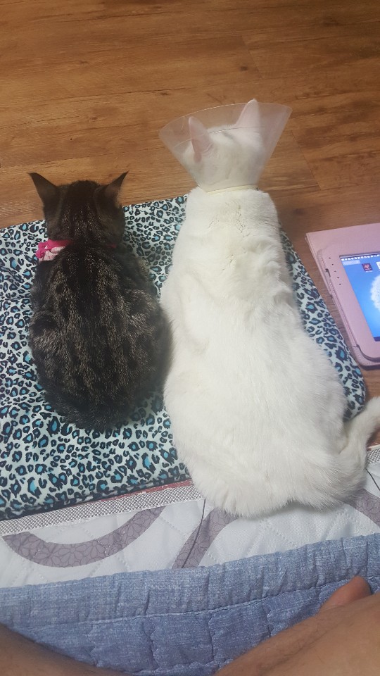  거제도 고양이 설.레임 일상생활~~