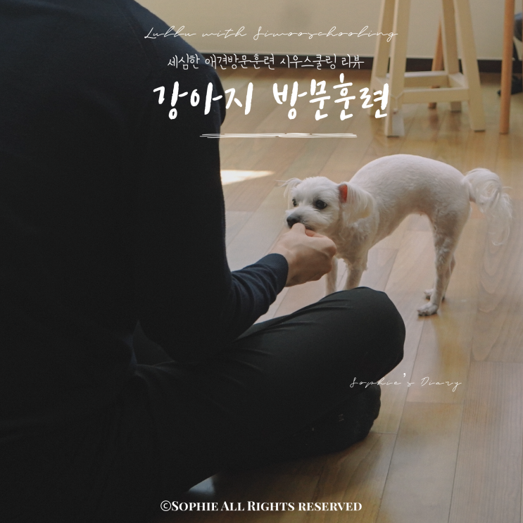  강아지 방문훈련 , 산책훈련 그리고 짖음훈련 받았어요