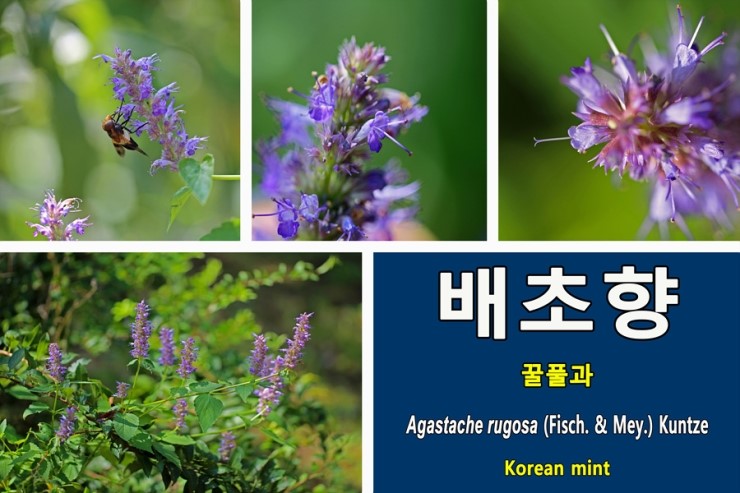  배초향[Agastache rugosa](2)에 관하여...꿀풀과 여러해살이풀 우리나라 자생식물