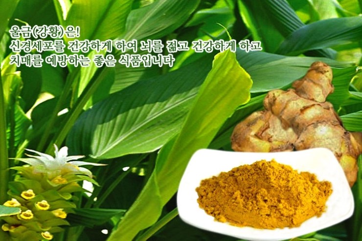  강황(울금) -강황(울금)의 효능-