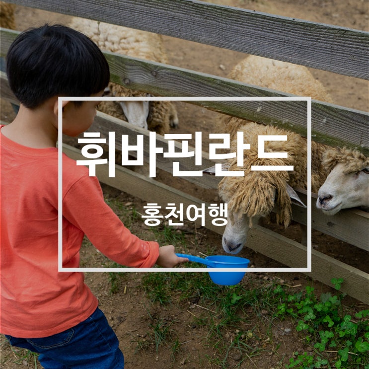 [홍천] 동물들에게 직접 먹이를 줄 수 잇는 휘바핀란드 정보 및 주의사항