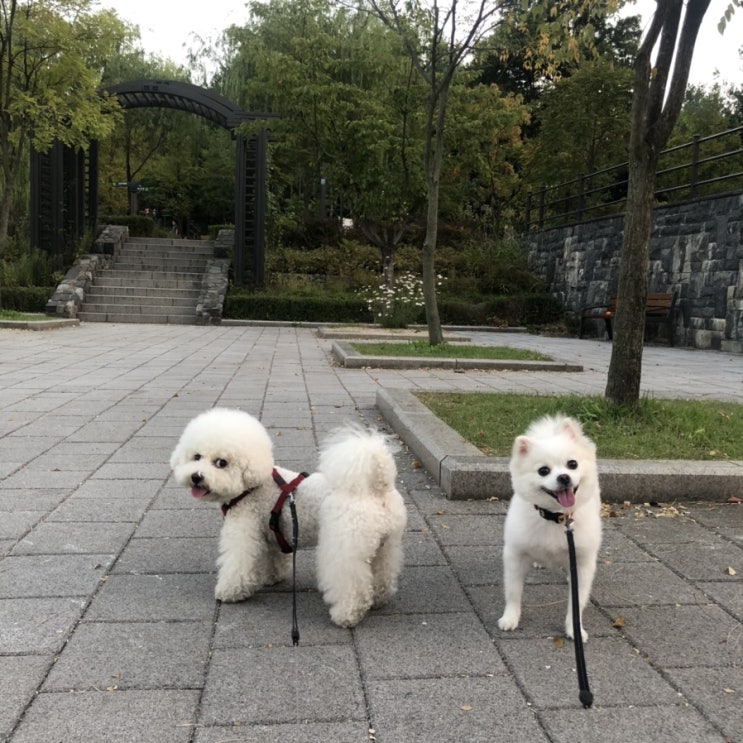  개천절 일상 _댕댕이 들과 함께 마무리는 칼국수로! ㅋ