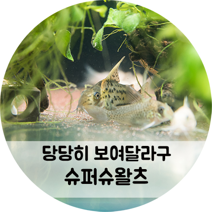 얼굴만 봐도 감격인 슈퍼슈왈츠 코리도라스
