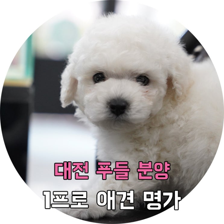  대전푸들분양 강아지들의 재미있는 상식!