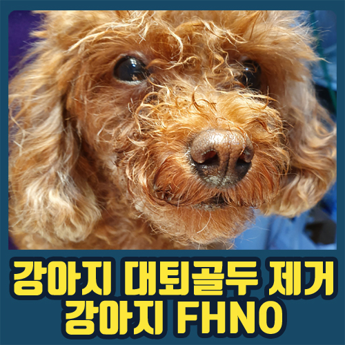  ［ 병점 돌봄동물병원 ］강아지 대퇴골두 제거 수술했어요 / 강아지 FHNO / 대퇴골두 제거 수술 후 관리방법