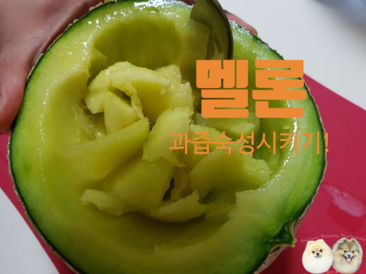  멜론 한 통 사서 손질하고 먹는 이야기