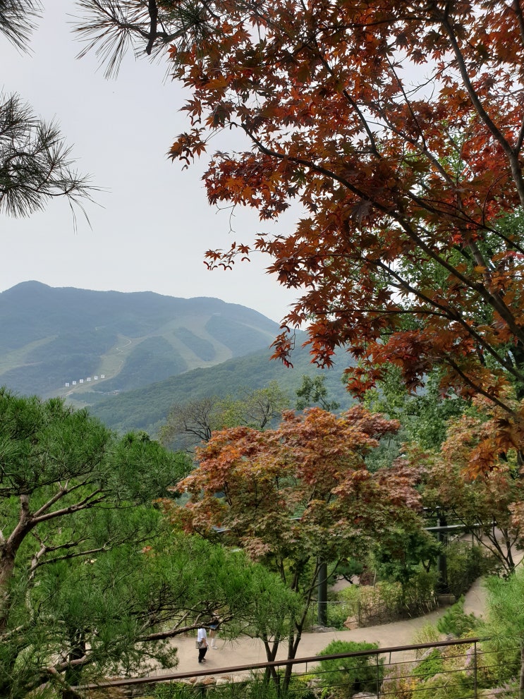  곤지암 화담숲 단풍이 물들기 시작한 10월 첫주에 다녀왔어요. 화담숲 산책길 정보 및 주말 예약 정보