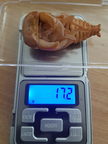 [Bs] 극태왕사슴벌레 K-1  용무게 측정 기록용