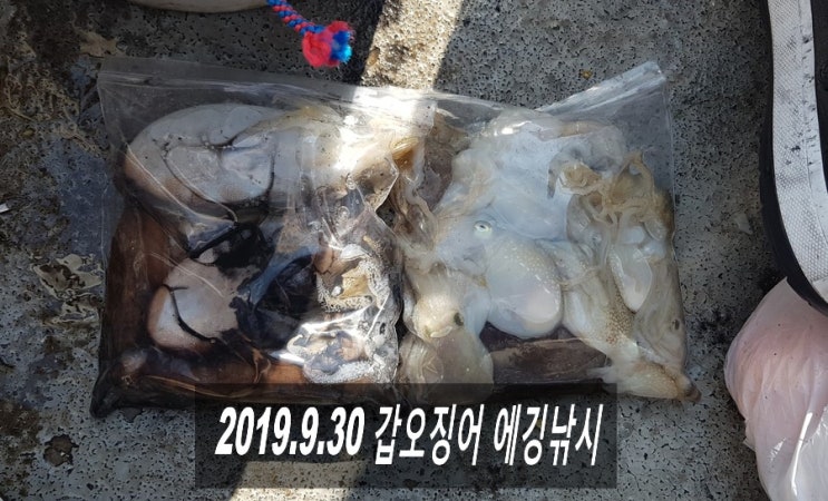  2019.9.30 경기 전곡항 갑오징어낚시 (제비호) (#.49)
