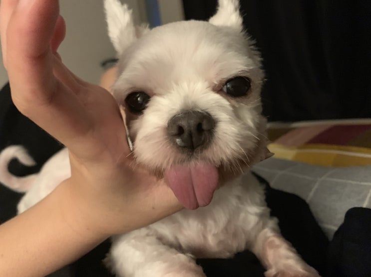  말티즈 여아 우리집댕댕이 로또를 소개합니다~