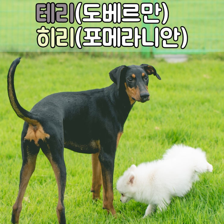  반려견으로 꼭 필요한 다양한 교육, #부산애견훈련 #부산애견훈련소