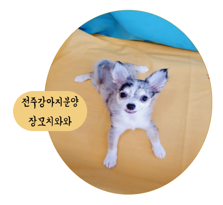  전주혁신도시강아지분양 전 세계에서 가장 작은 견종, 치와와!
