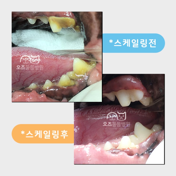 강아지 입냄새, 치석 제거는 강아지 스케일링으로 관리해주세요.