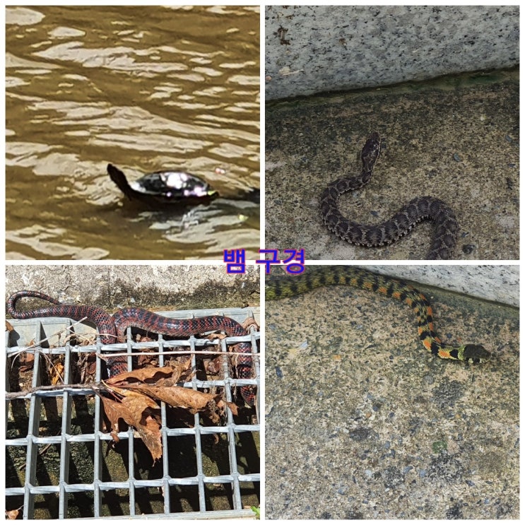 [산보] 살모사,유혈목이(꽃뱀),자라,능구렁이 *파충류 종류 아기뱀, 새끼뱀