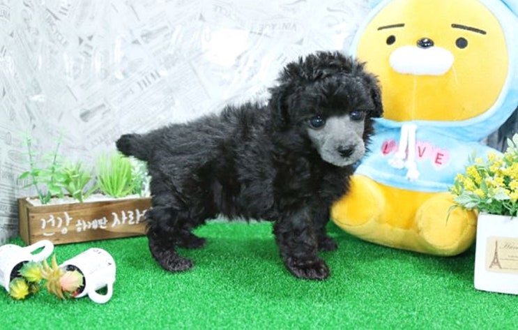  실버푸들가격 만족스러
