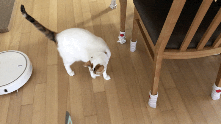  홈쇼핑 빗자루 쓰리잘비2 고양이털 제거 머리카락 샥샥 최고의 청소용품ㅣ큐어 라이프