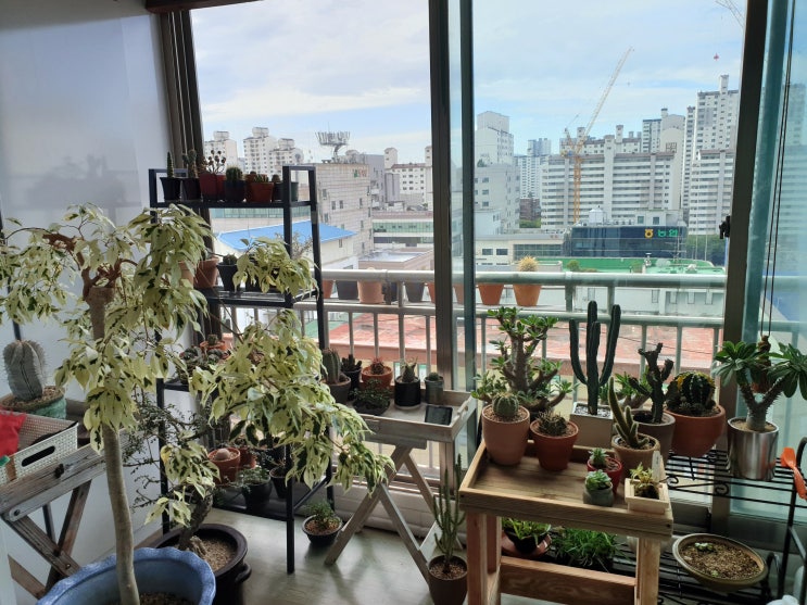  사업정리, 그리고 또 다른 시작(CACTUS-BRO)