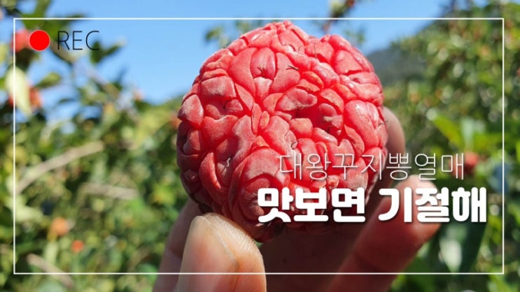  꾸지뽕판매하는곳 농장직거래로