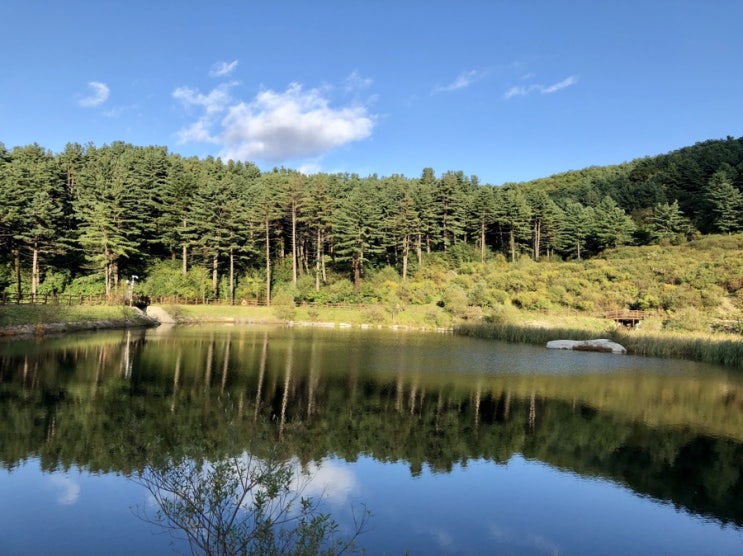  가평 당일치기코스 / 구암 막국수 / 남양주 막국수 맛집 / 경기도 잣향기 푸른숲 / 가평 축령산 잣나무숲길 / 유아숲체험 강추 / 가족 트레킹 코스로 추천