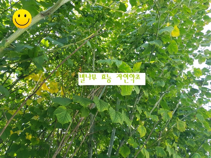  편백나무 보다 더 많은 천연 항산화제를 함유한 벌나무 효능 