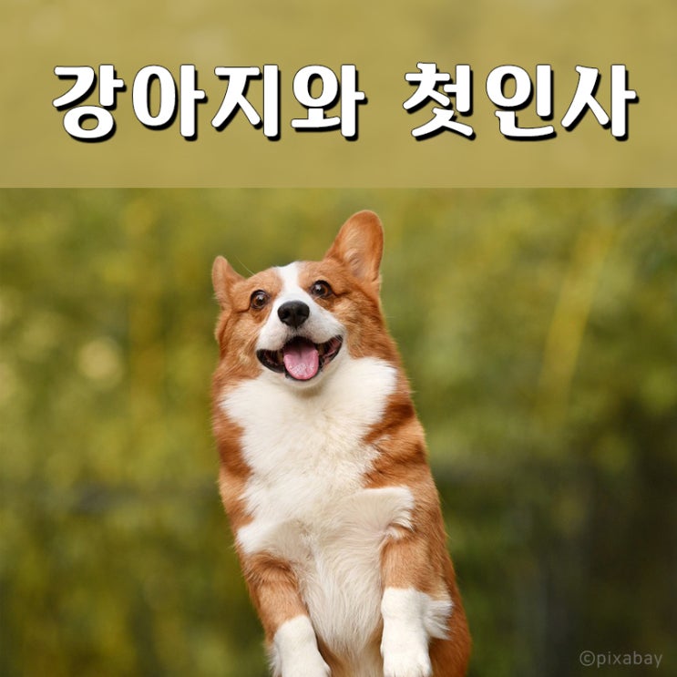  처음 만나는 강아지와 친해지는 방법 / 인사하는 방법