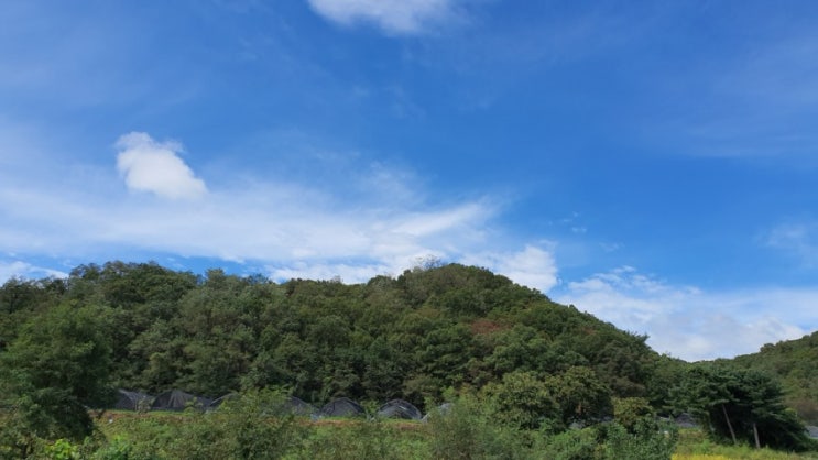  알싸한 파김치와 어린무청 겉절이 담궜어요~~