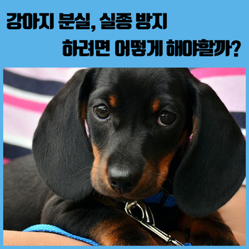 강아지 분실, 실종 방지 하려면 어떻게 해야 할까?