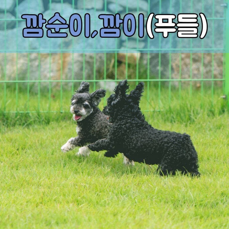  넓은 잔디운동장이 있는 애견호텔, #부산애견호텔 #창원애견호텔