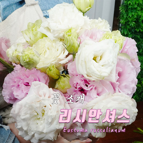  [꽃배달 창업 플라체인] 오늘의 식물 - 리시안셔스