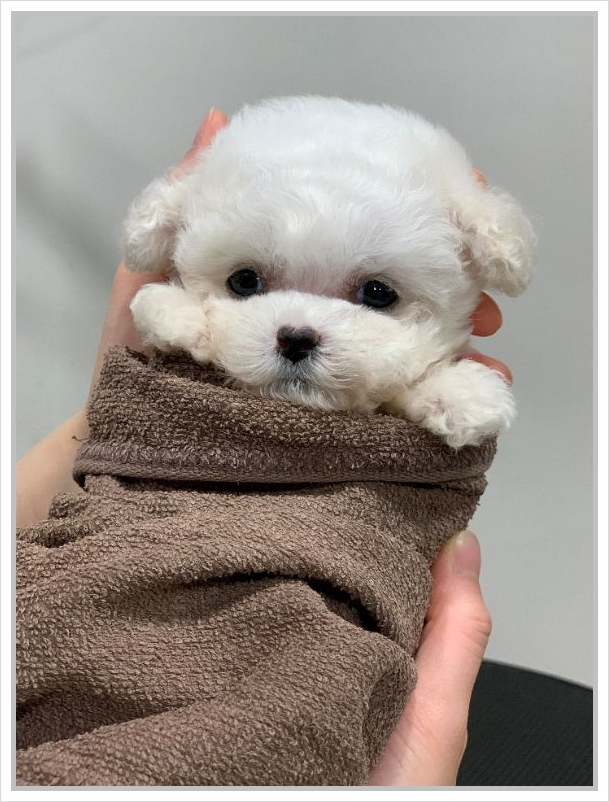  강남강아지분양 주의할점 알아봐요