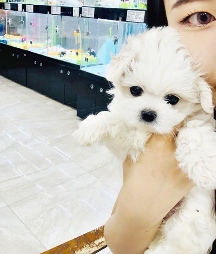  말티즈가격 넘나 착함