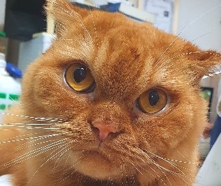 강추의 고양이 만성 신부전 / 용산 라온동물병원