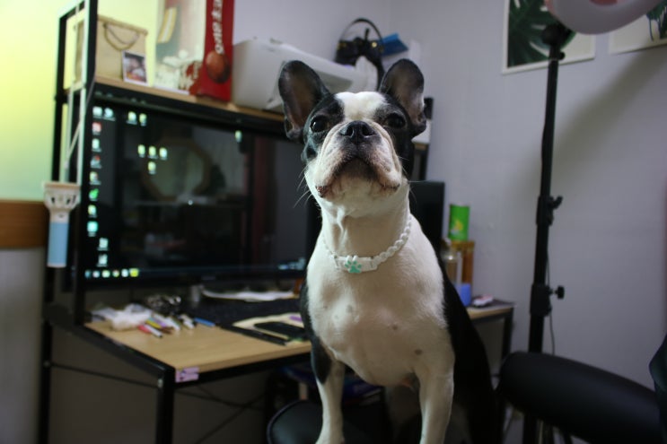  강아지목걸이 반디펫으로 면역력까지 챙겨줘요:)