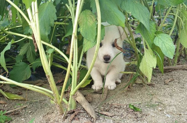  강아지입양 & 강아지키우기 : 강아지 무는 버릇 고치기