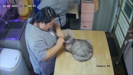  고양이미용/티라노/ 페르시안친칠라의 무마취고양이미용 일기