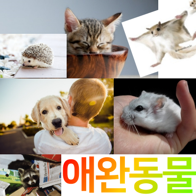  애완동물추천. 다섯 가지 종류 모음