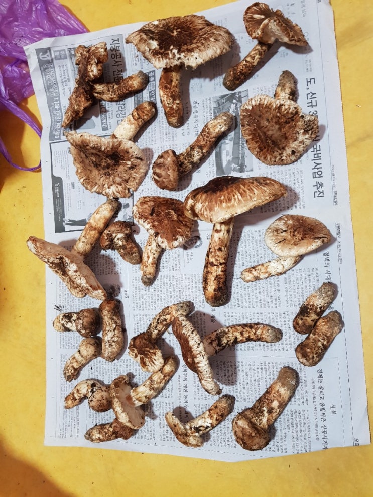  (인제군 토종벌)자연산 송이버섯  산행  찾는 방법 보는 방법 송이밭 송이산