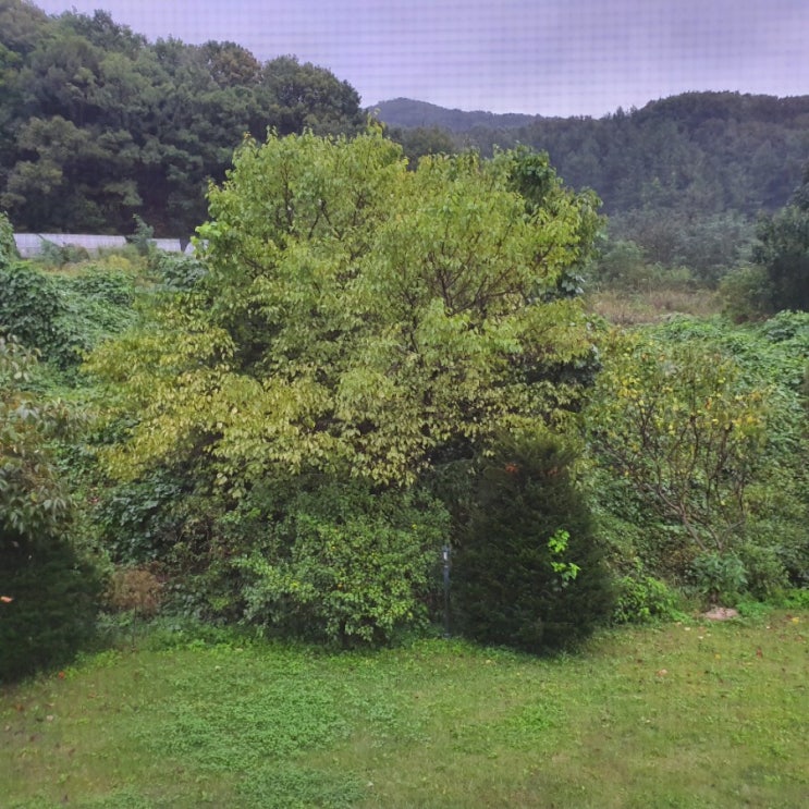  20191002. 미리내.