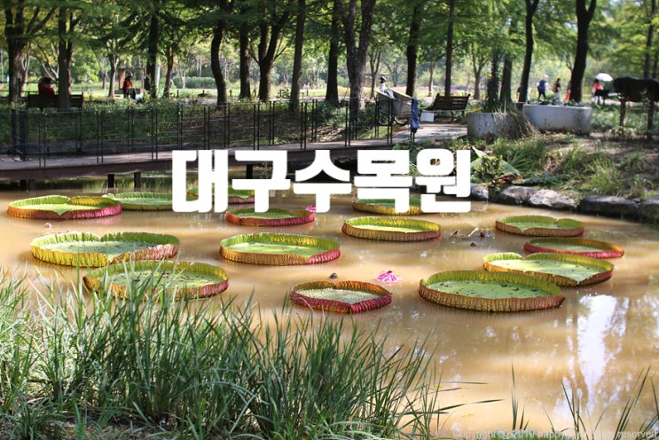  대구수목원 아마존 가시연꽃 보며 우리들의 소풍