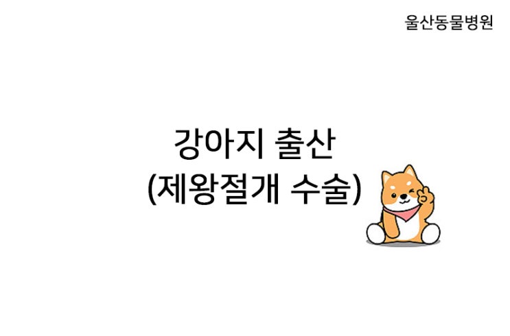  강아지 출산 제왕절개 수술 (울산동물병원)