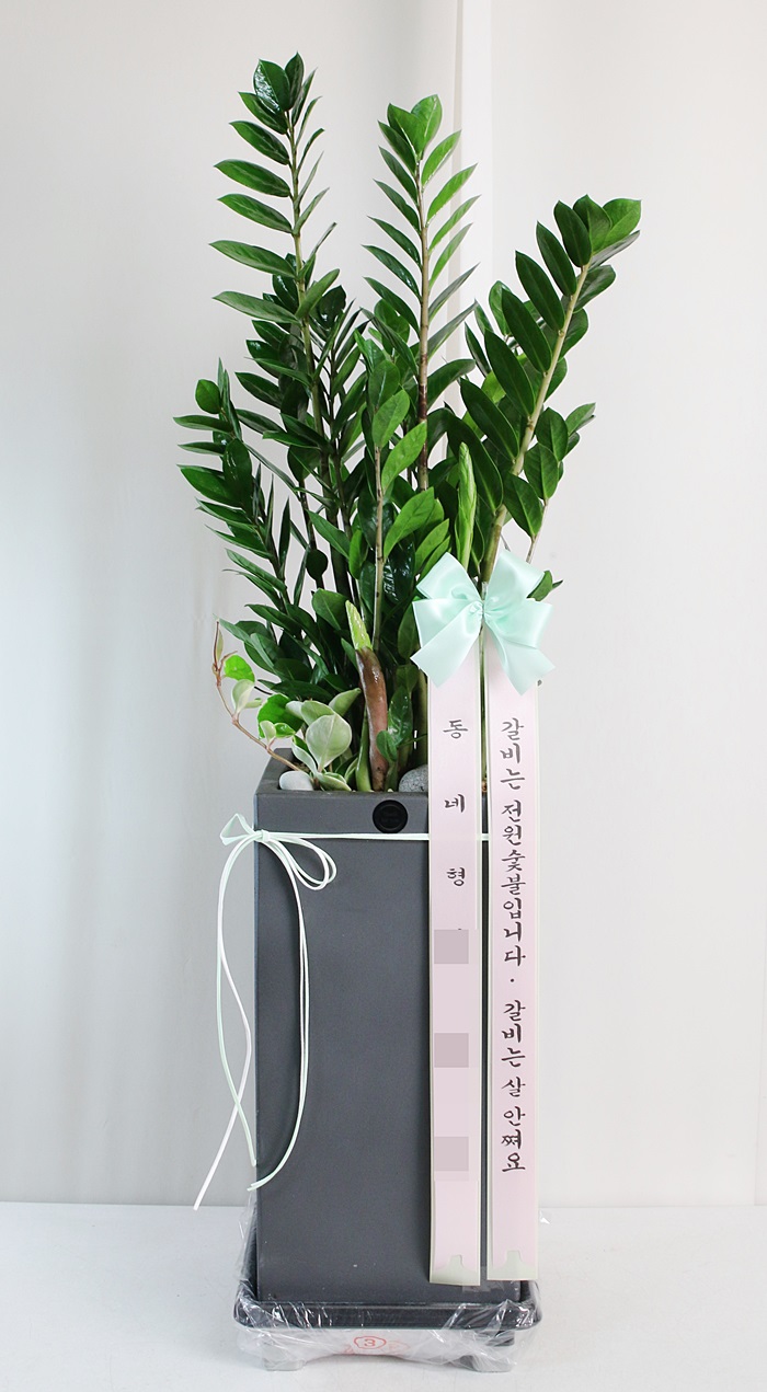  개업화분, 화분배달 싱그러운 화분으로