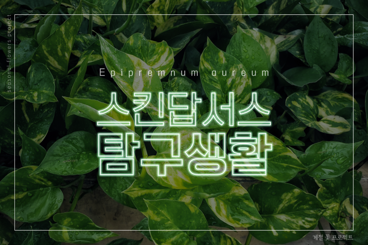  <계절 꽃 프로젝트> 스킨답서스 탐구 생활(유래, 특성, 품종, 재배, 활용, 공기정화 효과 등)