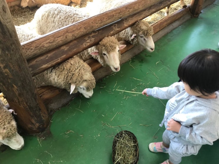  대관령 양떼 목장 방문